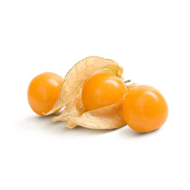 physalis1-1.jpg physalis1-1.jpg