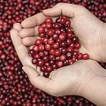 Здоровье мочевыделительной системы Здоровье мочевыделительной системы